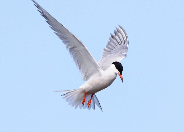 Atelier astrologie chinoise