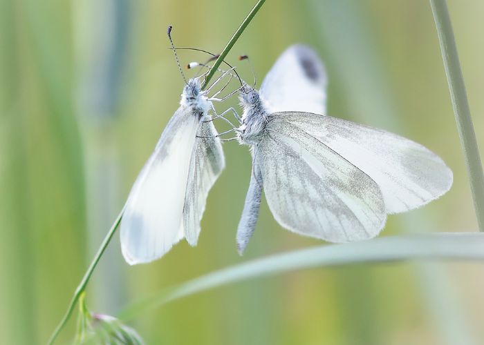 Synastrie karmique