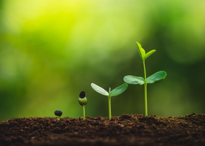 Feng Shui traditionnel